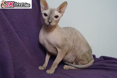 Kocicka Don Sphynx s PP k prodeji