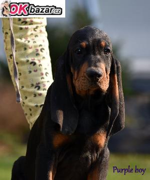 Black and Tan Coonhound