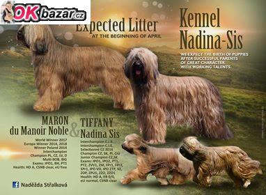 Briard - stenata s PP
