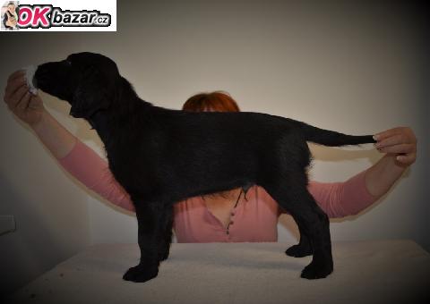 Flat coated retriever s PP