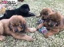 Tibetska doga-stenata jiz k odberu