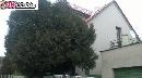 Nabizim pronajem bez realitky a kauce