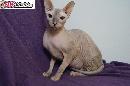 Kocicka Don Sphynx s PP k prodeji