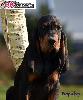 Black and Tan Coonhound