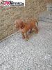 Madarsky ohar kratkosrsty