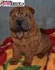 Sarpej,  shar-pei, stenatka s PP