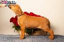 Rhodesian ridgeback