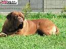 Bordeauxska doga