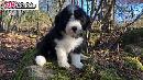 Bearded collie